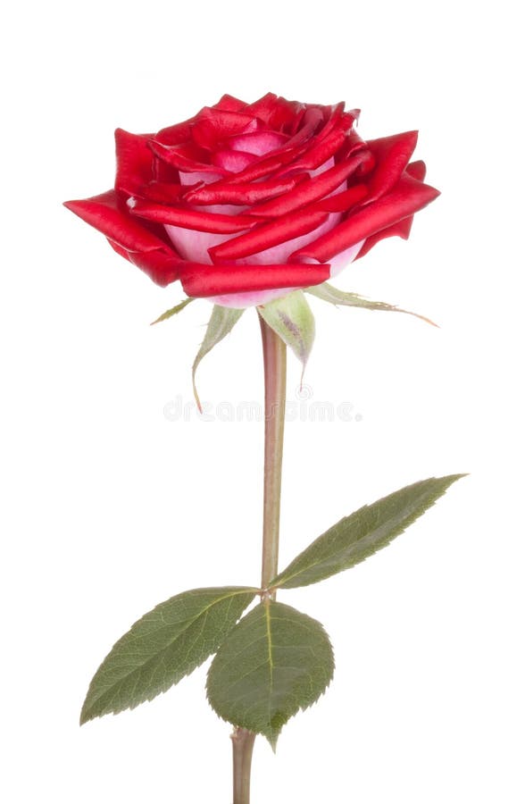 Flores das rosas da flor de Rosa imagens de stock royalty free Flores das rosas da flor de Rosa imagens de stock royalty free