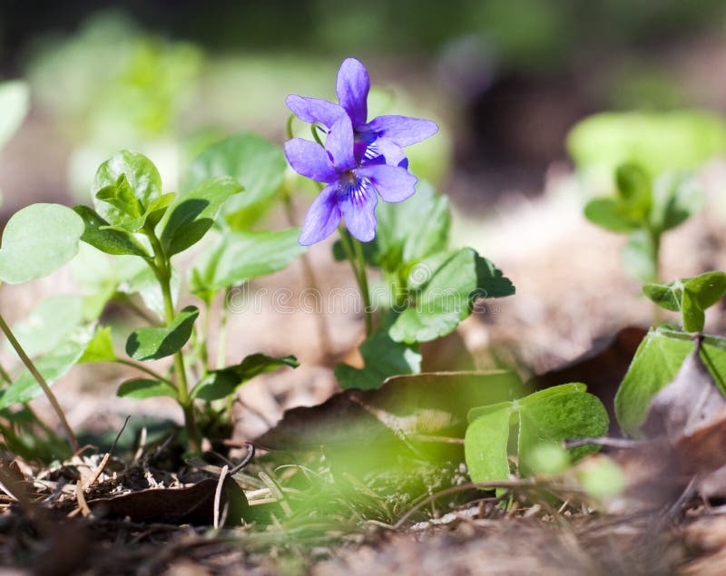 Two flowers of wild violets in a natural environment. Two flowers of wild violets in a natural environment.