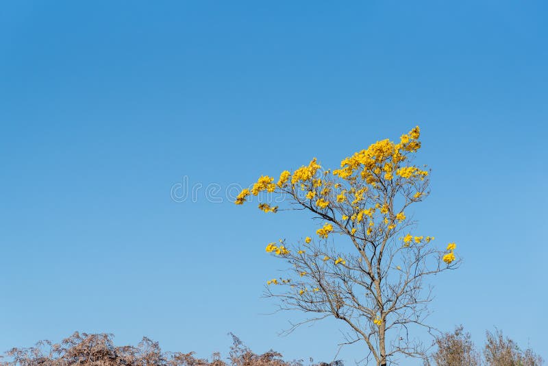 Flores Del árbol Azul Ipe Rosa Handroanthus Heptaphyllus Contra El Cielo  Azul Foto de archivo - Imagen de fresco, brasil: 193121612