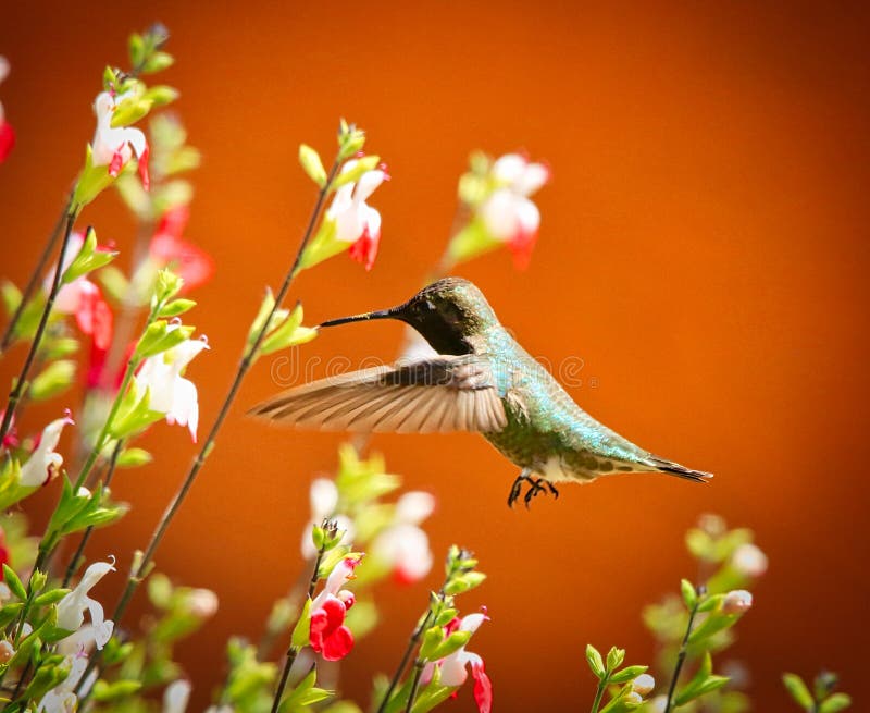 Flores De Alimentación De La Polinización De Colibrí Imagen de archivo - Imagen de polen, aire: 182194773 Flores De Alimentación De La Polinización De Colibrí Imagen de archivo - Imagen de polen, aire: 182194773