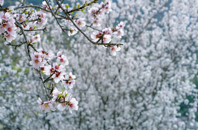 Flores De Almendras Blancas Sobre Almendros En Flor En Segundo Plano Imagen  de archivo - Imagen de flora, almendra: 177345629