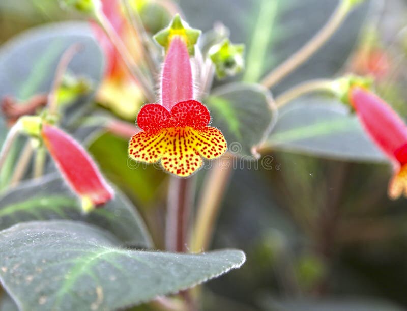 Flores De Amabilis Do Kohleria, O Gloxinia Da árvore Foto de Stock - Imagem  de flora, amarelo: 152782384