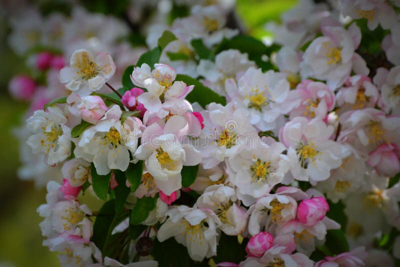Flores de Apple imagem de stock royalty free Flores de Apple imagem de stock royalty free