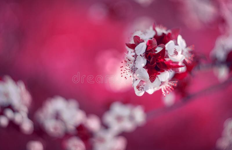 Flores De Apple En Color Magenta Foto De Archivo Imagen De