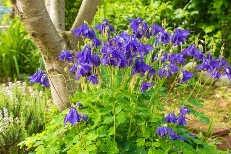 Flores de Aquilegia foto de archivo libre de regalías Flores de Aquilegia foto de archivo libre de regalías