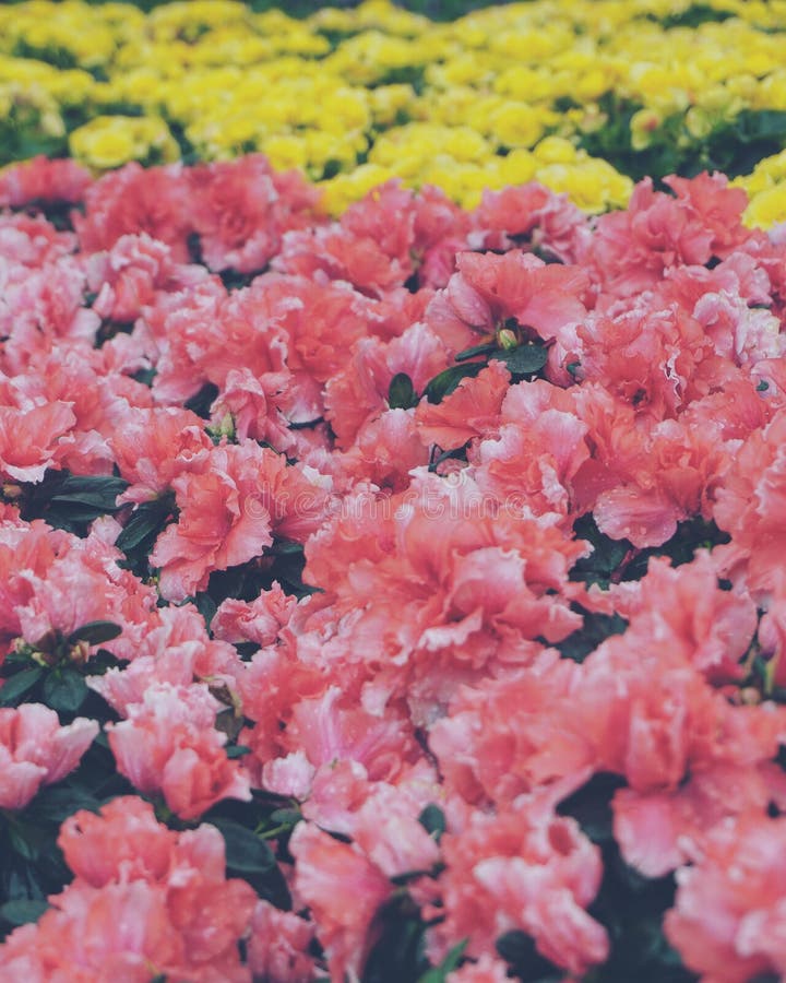 Flores De Azalea Naranja Artística En El Jardín Imagen de archivo - Imagen  de hermoso, fondo: 206356571