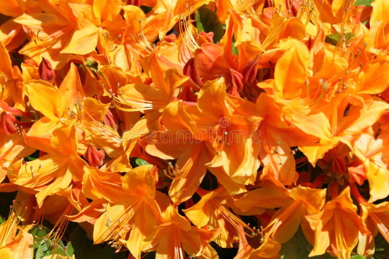 Azaleas De Color Naranja Brillantes En La Plena Floraci?n Imagen de archivo  - Imagen de paisaje, perenne: 150545927