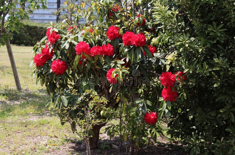 Flores De Azalea Rojo Muy Luminosas En Un Arbusto En Un Parque Imagen de  archivo - Imagen de plantas, hermoso: 207226703