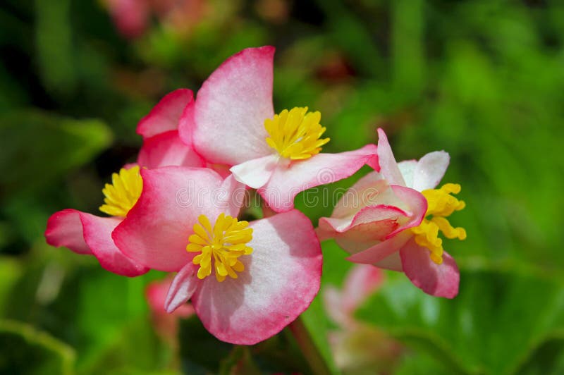 Flores De Begonia Silvestres Imagen de archivo - Imagen de salvaje, flores:  166138159