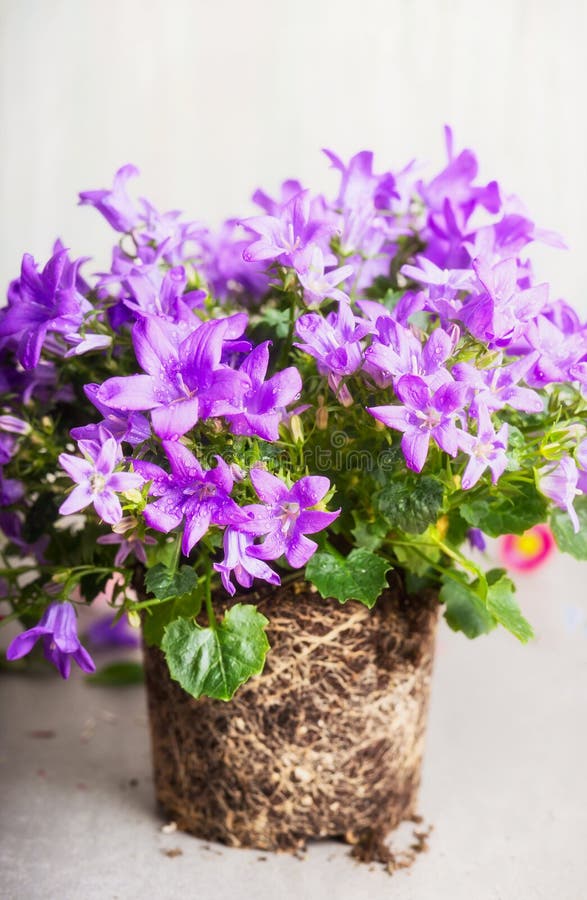Flores de Bell bonitas com raiz para transplantações na cama de flor imagens de stock Flores de Bell bonitas com raiz para transplantações na cama de flor imagens de stock