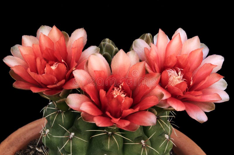 Flores de cactus imagen de archivo. Imagen de flores - 191880643 Flores de cactus imagen de archivo. Imagen de flores - 191880643