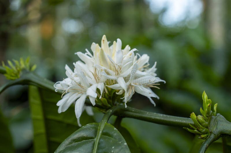 Flores De Café En Flor En Planta De Café Foto de archivo - Imagen de plantas, cubo: 207090924 Flores De Café En Flor En Planta De Café Foto de archivo - Imagen de plantas, cubo: 207090924