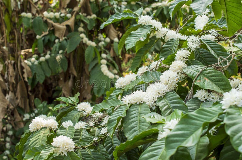 Flores De Café En La Planta Foto de archivo - Imagen de paisaje, brillante: 233147210 Flores De Café En La Planta Foto de archivo - Imagen de paisaje, brillante: 233147210