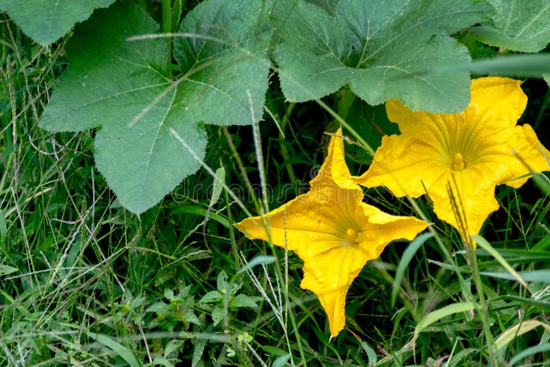 Flores de calabaza amarillas que atraen a las abejas imagen de archivo libre de regalías Flores de calabaza amarillas que atraen a las abejas imagen de archivo libre de regalías