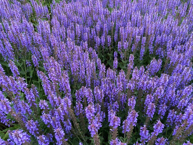 Flores De Campanilla Azul En Primavera En Mayo Foto de archivo - Imagen de  pueda, resorte: 219734068