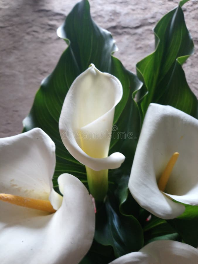 Hermosas Flores De Cartucho En El Bosque Imagen de archivo - Imagen de  galera, acontecimientos: 207580113
