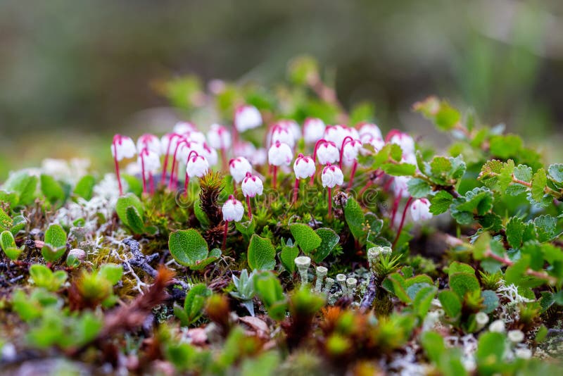 Flores de cassiope hipnoides, vista de primer plano fotos de archivo