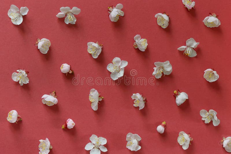 Flores de cereja brancas imagens de stock Flores de cereja brancas imagens de stock
