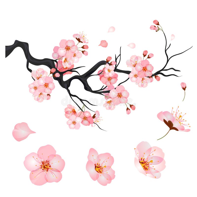 Flores De Cerezo En Flor En La Rama Del árbol Sakura Japonés Vector  Ilustración del Vector - Ilustración de porcelana, icono: 166197413