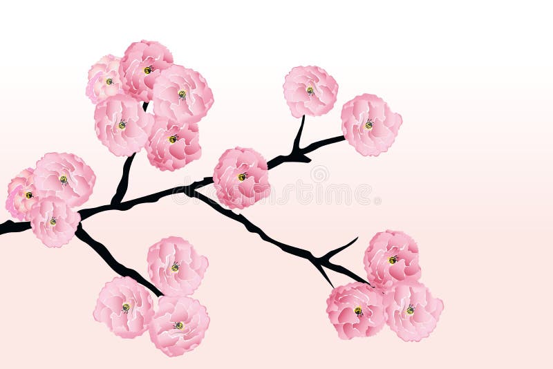 Flores de cerezo en flor ilustración del vector. Ilustración de flores -  193875112