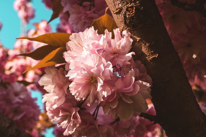 Flores de cerezo japonés imagen de archivo. Imagen de cereza - 217229357