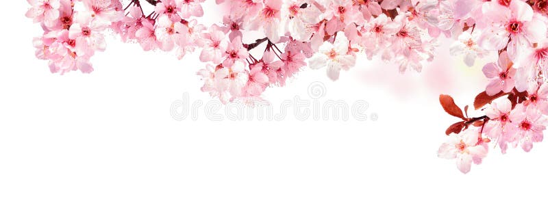 Flores de cerezo soñadoras aisladas en blanco