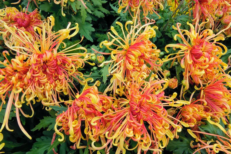 Flores de crisantemo naranja. El fondo de las flores de crisantemo de color naranja floreciente