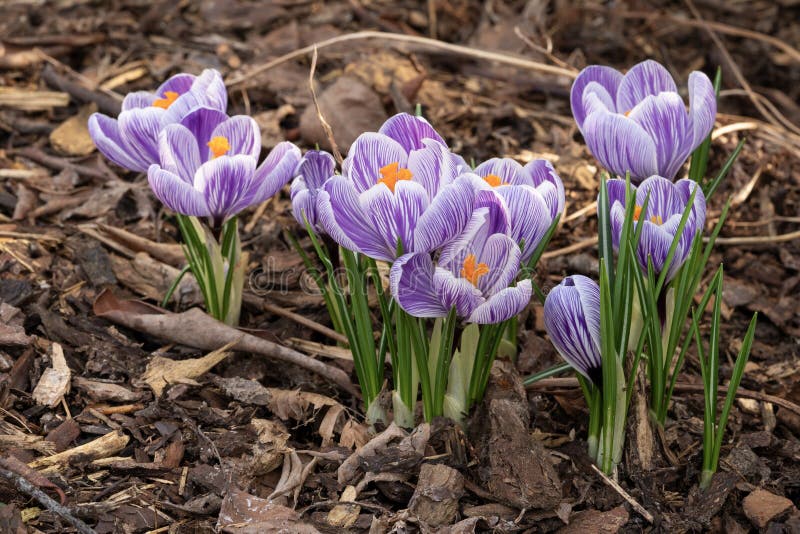 Flores de crocus de la primavera. Crocus cerrar la imagen de las flores de. primavera