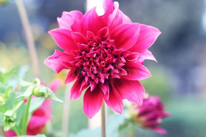 Flores De Dahlia Arnhem Pompom Dahlia Rosa Flor Rosa Crisantemo Gillarillo Pompon  Dahlia Hermoso Ch Rosa Decorativo Foto de archivo - Imagen de flora, dalia:  169647482