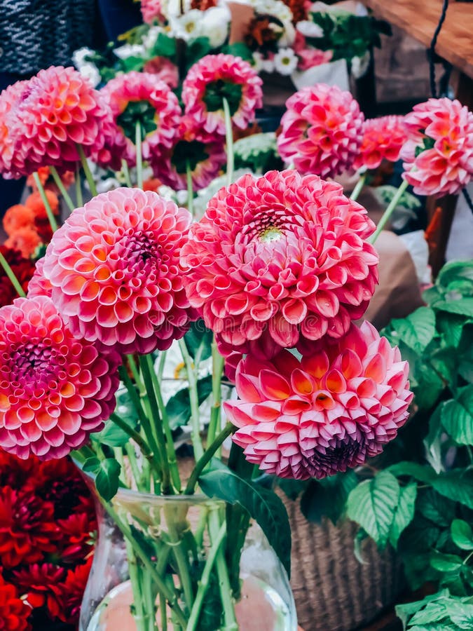 Flores De Dahlias En Una Pequeña Tienda De Flores Foto de archivo - Imagen  de ramo, arreglo: 180787568