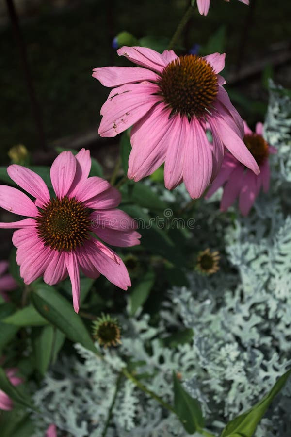 Flores de equinácea en flor vista