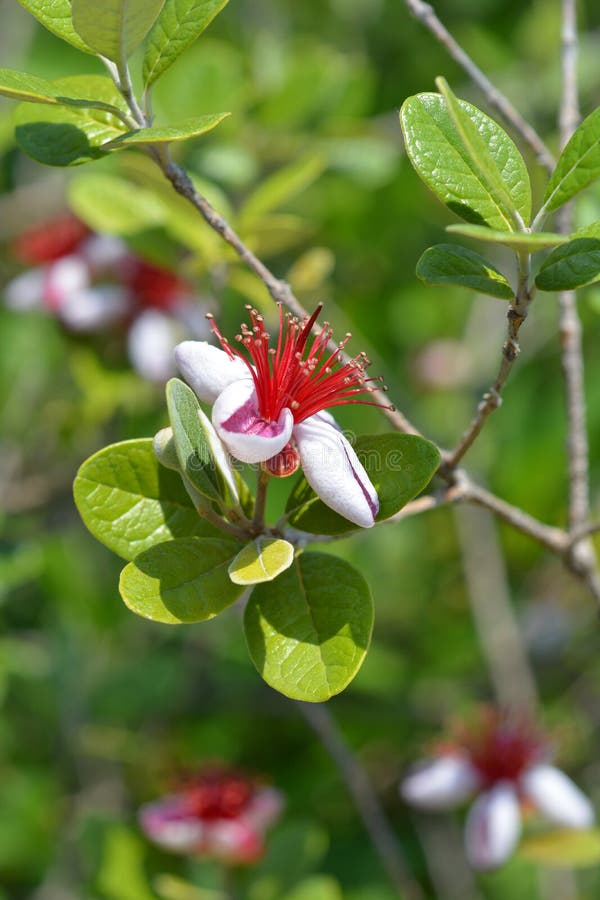 Las flores de Feijoa cierran para arriba - el nombre latino - el sellowiana de Acca