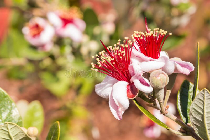 Flores de Feijoa en la floración imágenes de archivo libres de regalías