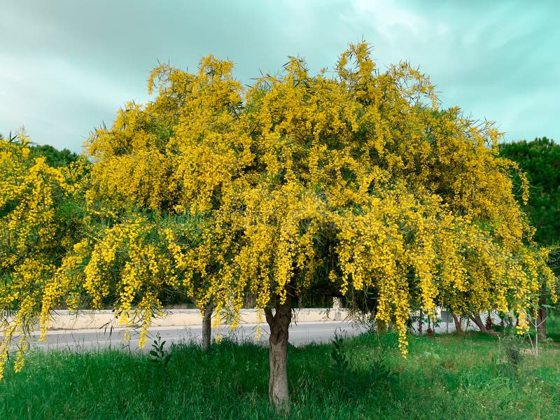 Flores-de-flor-grande-amarelas-mimosa Imagem de Stock - Imagem de planta,  nave: 180039093