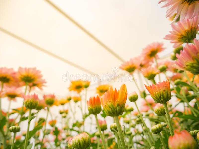 Flores de florescência bonitas do crisântemo com as folhas verdes no jardim fotos de stock Flores de florescência bonitas do crisântemo com as folhas verdes no jardim fotos de stock