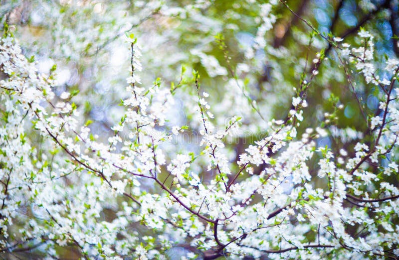 Flores de florescência da árvore imagem de stock Flores de florescência da árvore imagem de stock