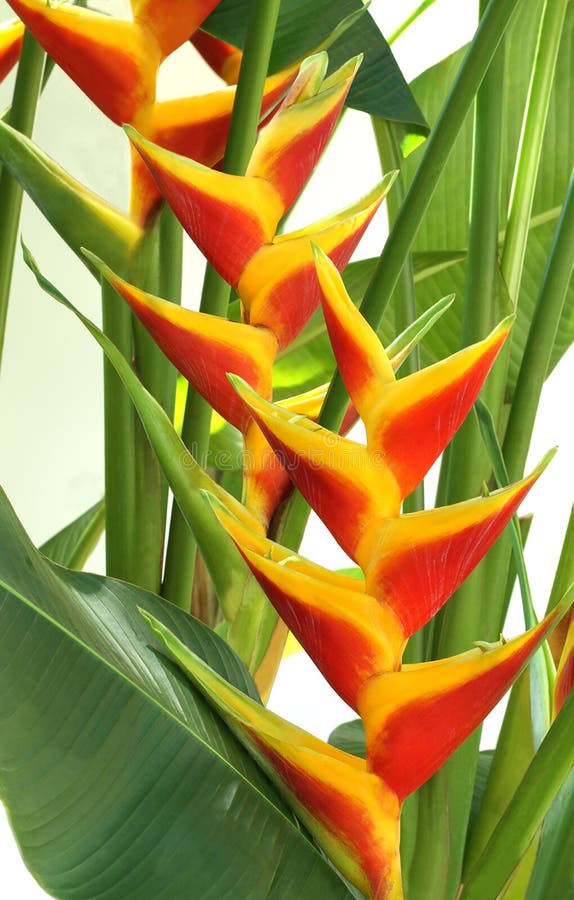 A cluster of yellow and red blooming heliconia flowers on a white background. A cluster of yellow and red blooming heliconia flowers on a white background.