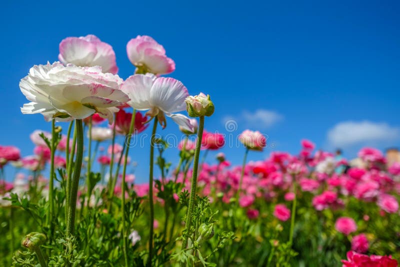 Flores de florescência na mola imagens de stock royalty free