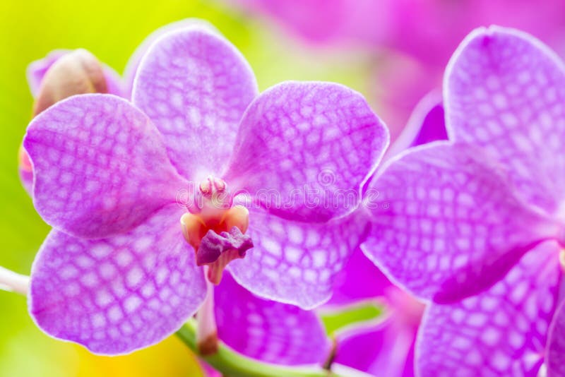 Flores de florescência, orquídea roxa, Vanda. As flores de florescência, a orquídea roxa, Vanda, na cor e no delicado macios borraram o estilo, no fundo do borrão, foco seletivo no pólen Macro