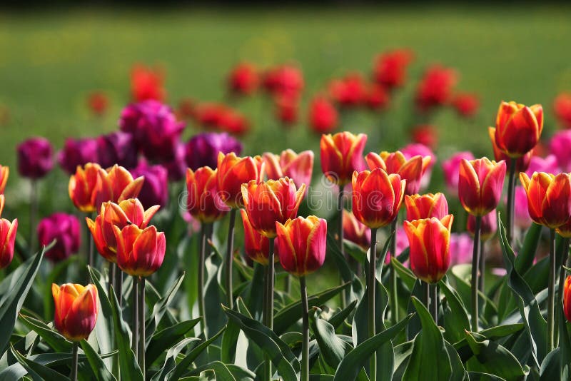 Flores de fundo de tulipas de duas cores da primavera Campo de tulipa colorida fotos de stock royalty free Flores de fundo de tulipas de duas cores da primavera Campo de tulipa colorida fotos de stock royalty free