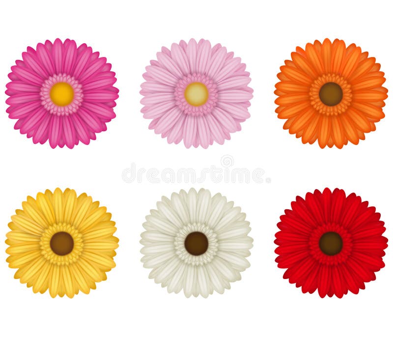 Flores de gerberas coloridas aisladas en fondo blanco ilustración del vector