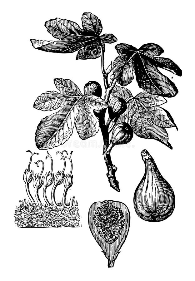 Flores De Higuera Y Ilustración De Cosecha De Frutas Imagen de archivo -  Imagen de arte, vector: 163331471