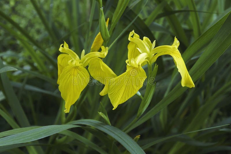 Flores De Iris De Bandera Amarilla Foto de archivo - Imagen de flor, perenne: 184792818 Flores De Iris De Bandera Amarilla Foto de archivo - Imagen de flor, perenne: 184792818