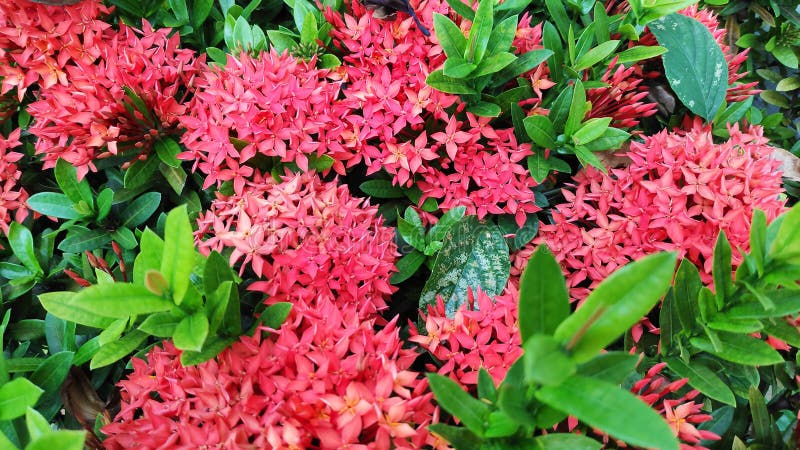 Flores De Ixora O Flor De Rubiaceae O Flor De Ixora Coccinea O Roja De  Rubiaceae O Espiga De Flor Roja O Mini Planta Enana De Ixor Imagen de  archivo - Imagen