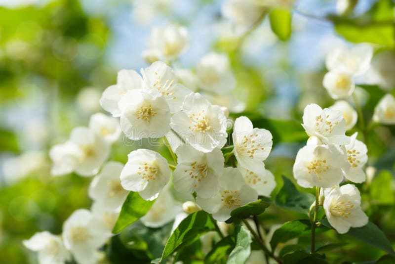 Flores De Jasmim Em Um Jardim Foto de Stock - Imagem de flor, mola:  208470848