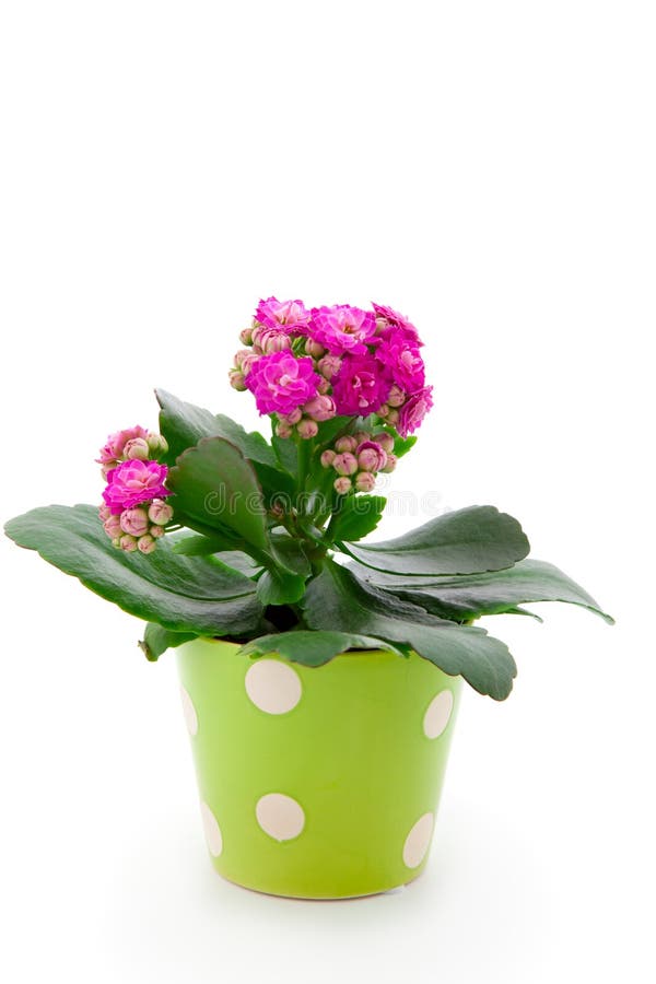 Flores de Kalanchoe Calandiva fotografia de stock