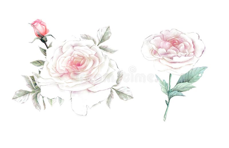 Flores de la acuarela ejemplo, hoja y brotes florales Composición botánica para la tarjeta el casarse o de felicitación ilustración del vector Flores de la acuarela ejemplo, hoja y brotes florales Composición botánica para la tarjeta el casarse o de felicitación ilustración del vector