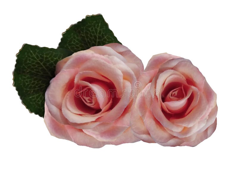 Flores De La Acuarela De Rosas En Un Fondo Blanco Rosas Aisladas Con La  Trayectoria De Recortes Sin Las Sombras Imagen de archivo - Imagen de fondo,  flores: 155795897