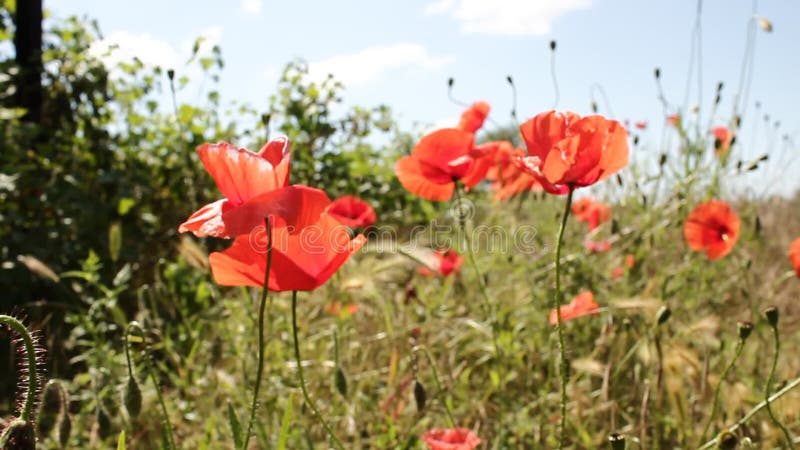 Flores de la amapola en campo