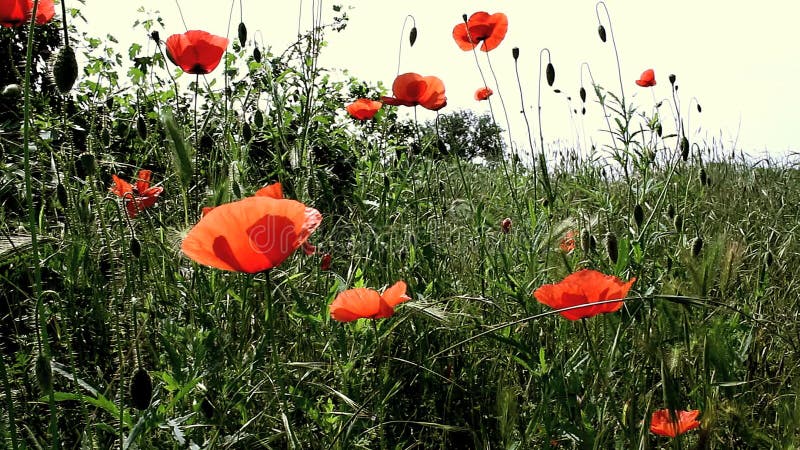 Flores de la amapola en campo